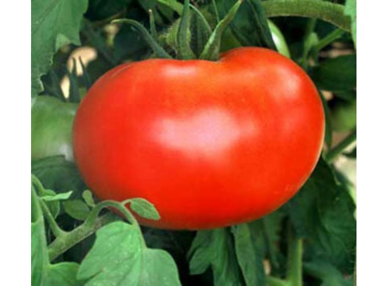 Семена индетерминантного томата 1606 F1, ранняя новинка!!!, (1000 сем.) Lark Seeds